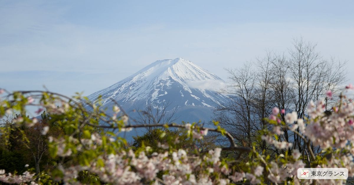 春、咲き始めた桜の枝越しに望む、山頂に雪を残した富士山。