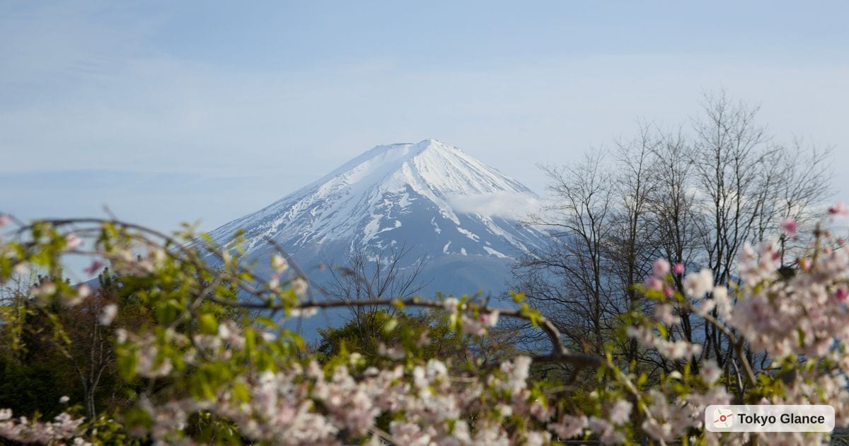 Mount Fuji, snow on its upper slopes, seen past blossoming cherry branches in spring.